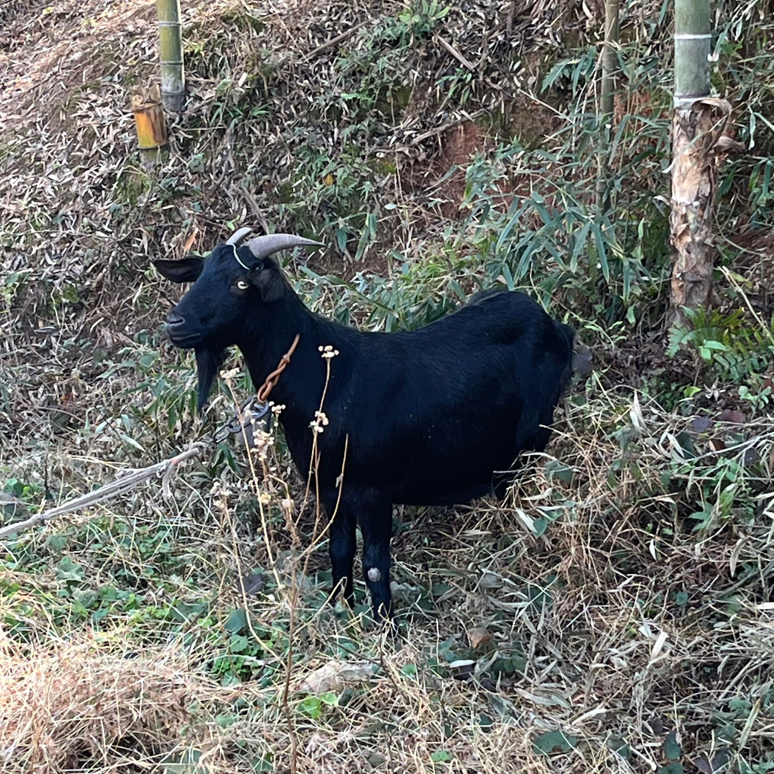 大舅养的黑山羊